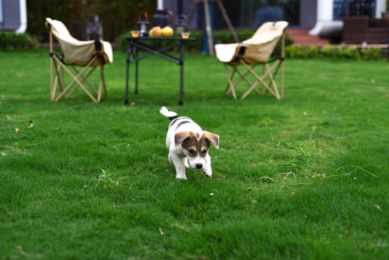 Dog enjoying a freshly cleaned backyard